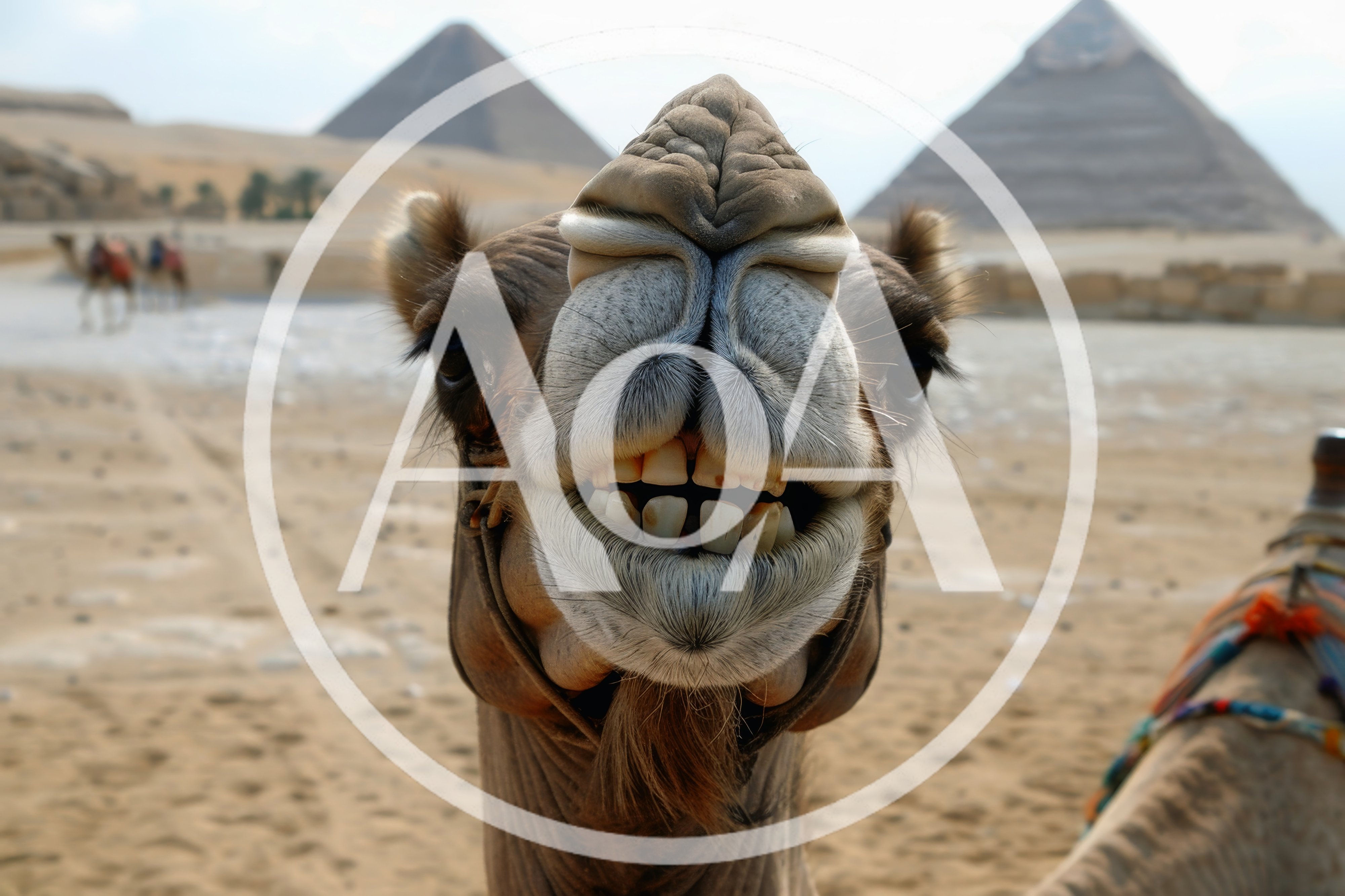 Close Up Portrait Of A Smiling Camel In Egypt