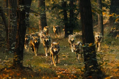 Pack Of Wolves Walking Through A Dense Forest