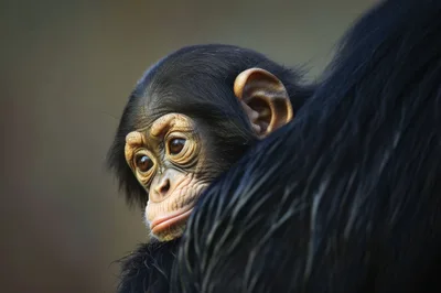 Baby Chimpanzee Resting On Mother Back