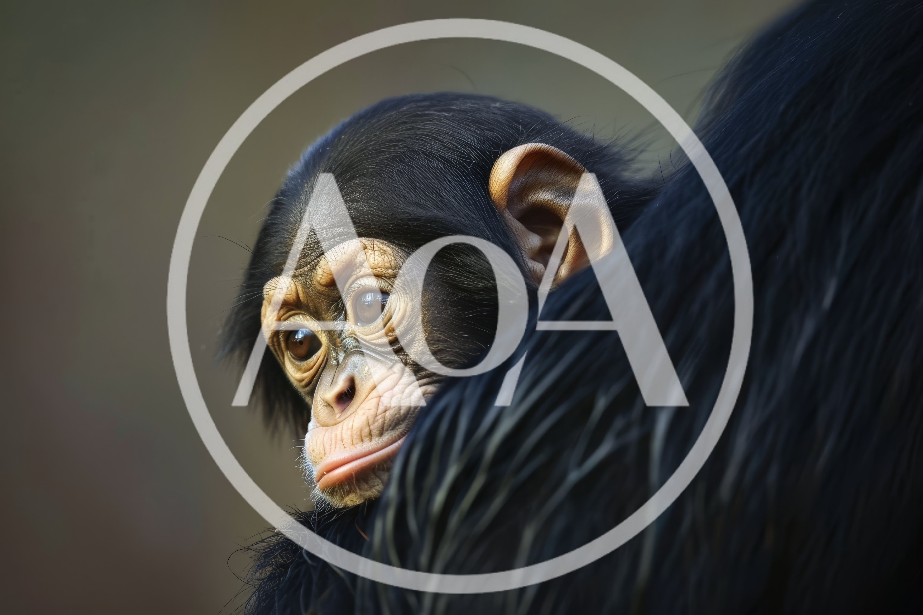 Baby Chimpanzee Resting On Mother Back
