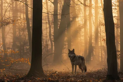 Gray Wolf Standing in Misty Golden Forest