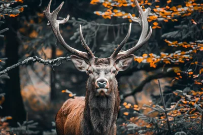 Majestic Red Deer Stag Standing In Autumn Forest