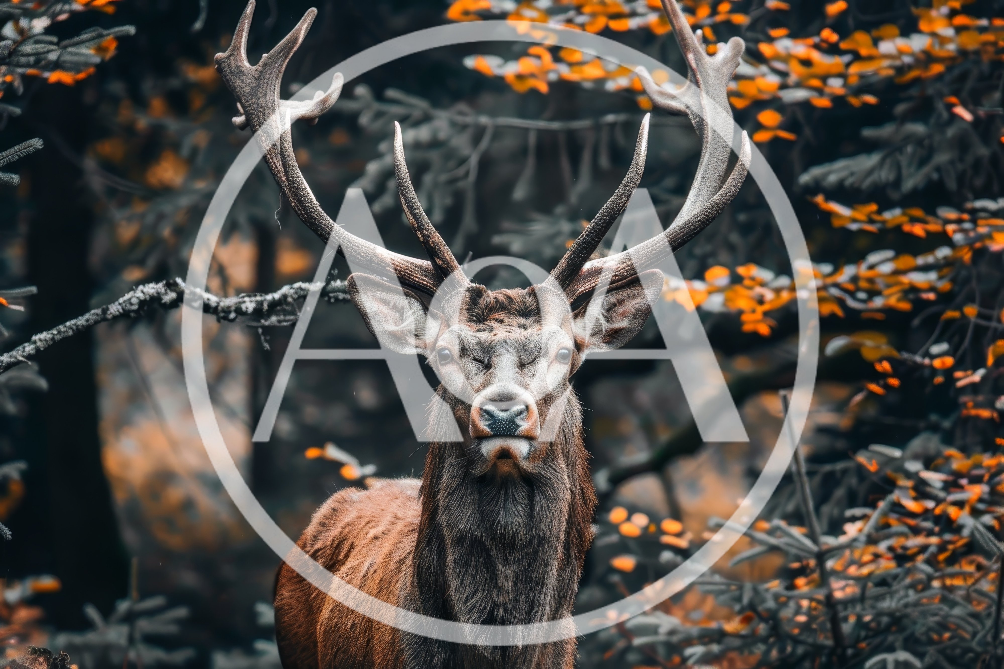 Majestic Red Deer Stag Standing In Autumn Forest