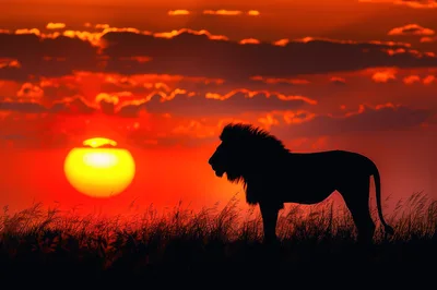 Majestic Lion Silhouette Against A Vibrant Sunset