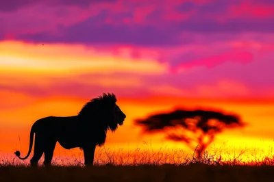 Silhouette Of A Majestic Lion At Sunset