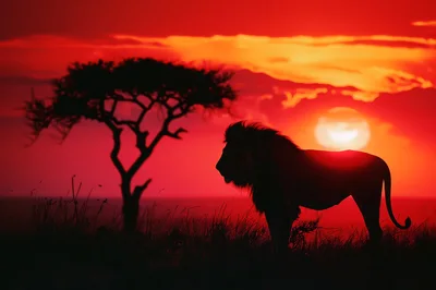 Majestic Lion Silhouette Standing Against A Vibrant African Sunset