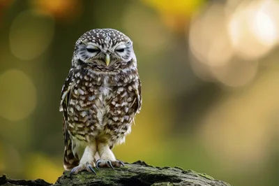 Burrowing Owl Perched on Mossy Branch