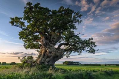 Ancient Gnarled Oak Tree In A Rural Field