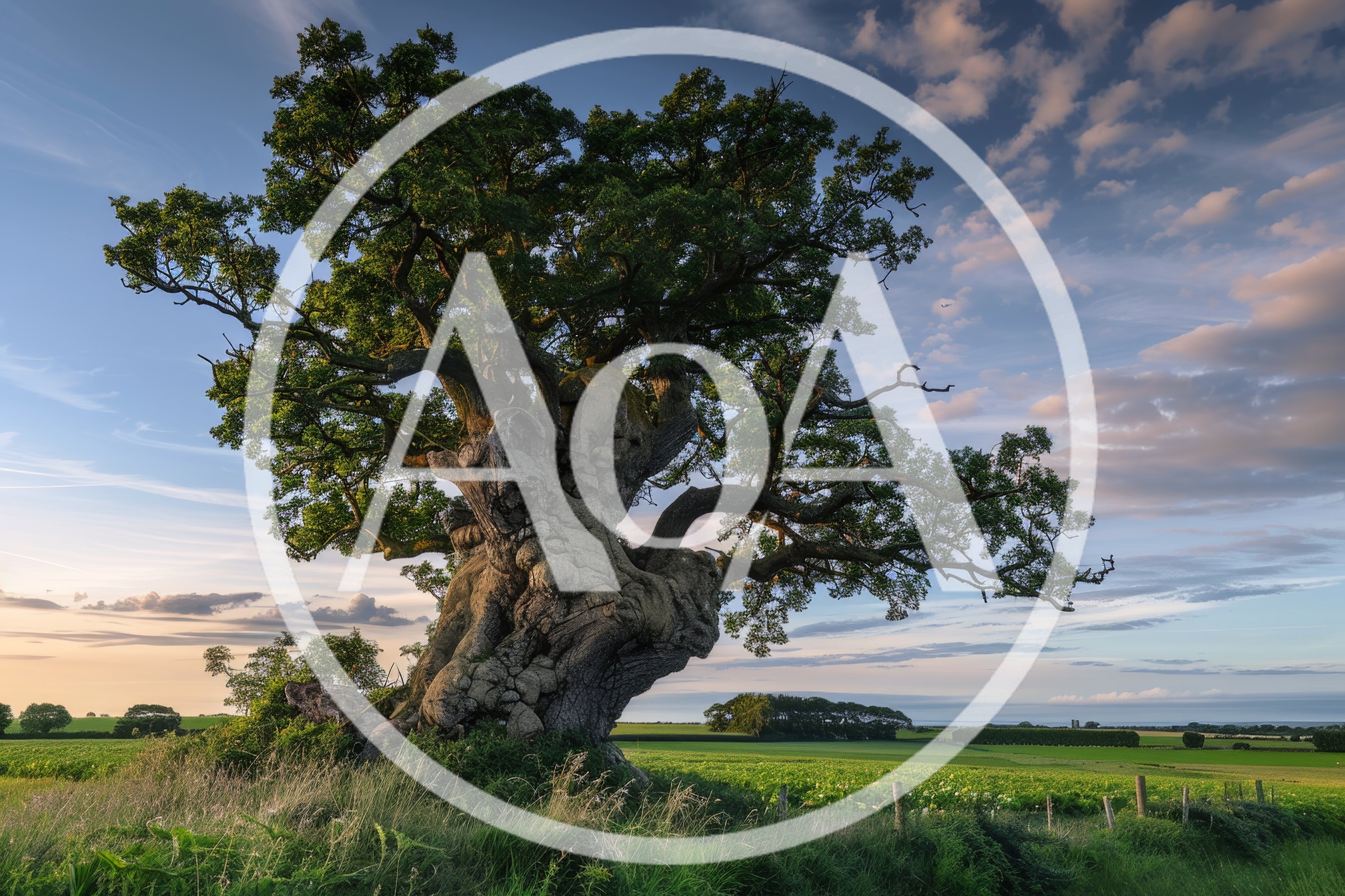 Ancient Gnarled Oak Tree In A Rural Field