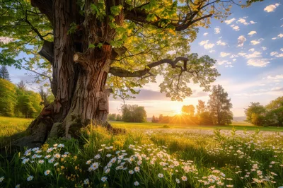 Ancient Oak Tree In A Sunlit Meadow