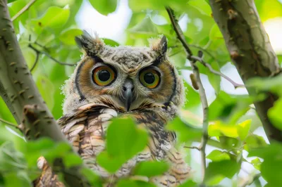 Great Horned Owl Perched In Green Tree
