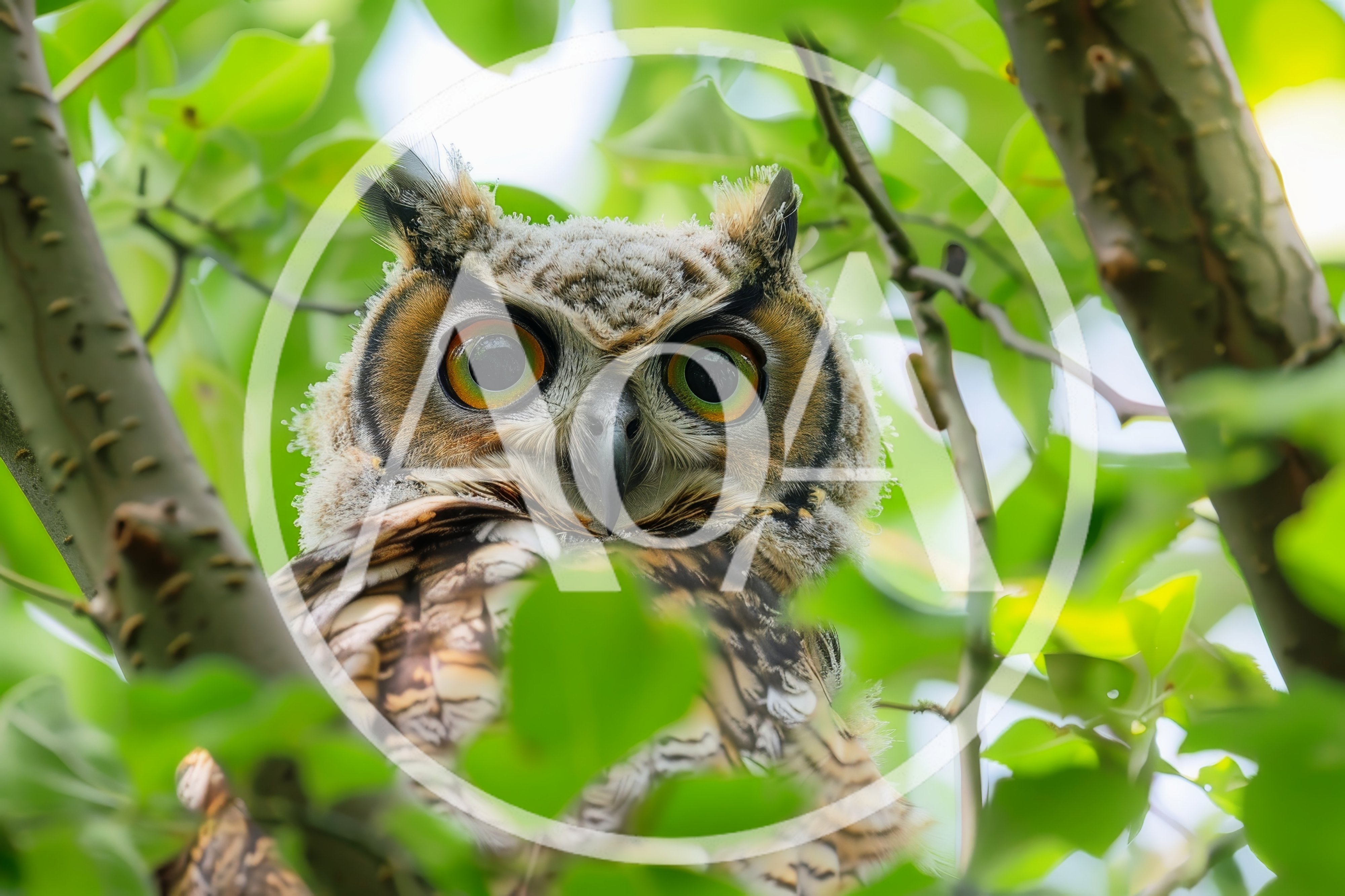 Great Horned Owl Perched In Green Tree