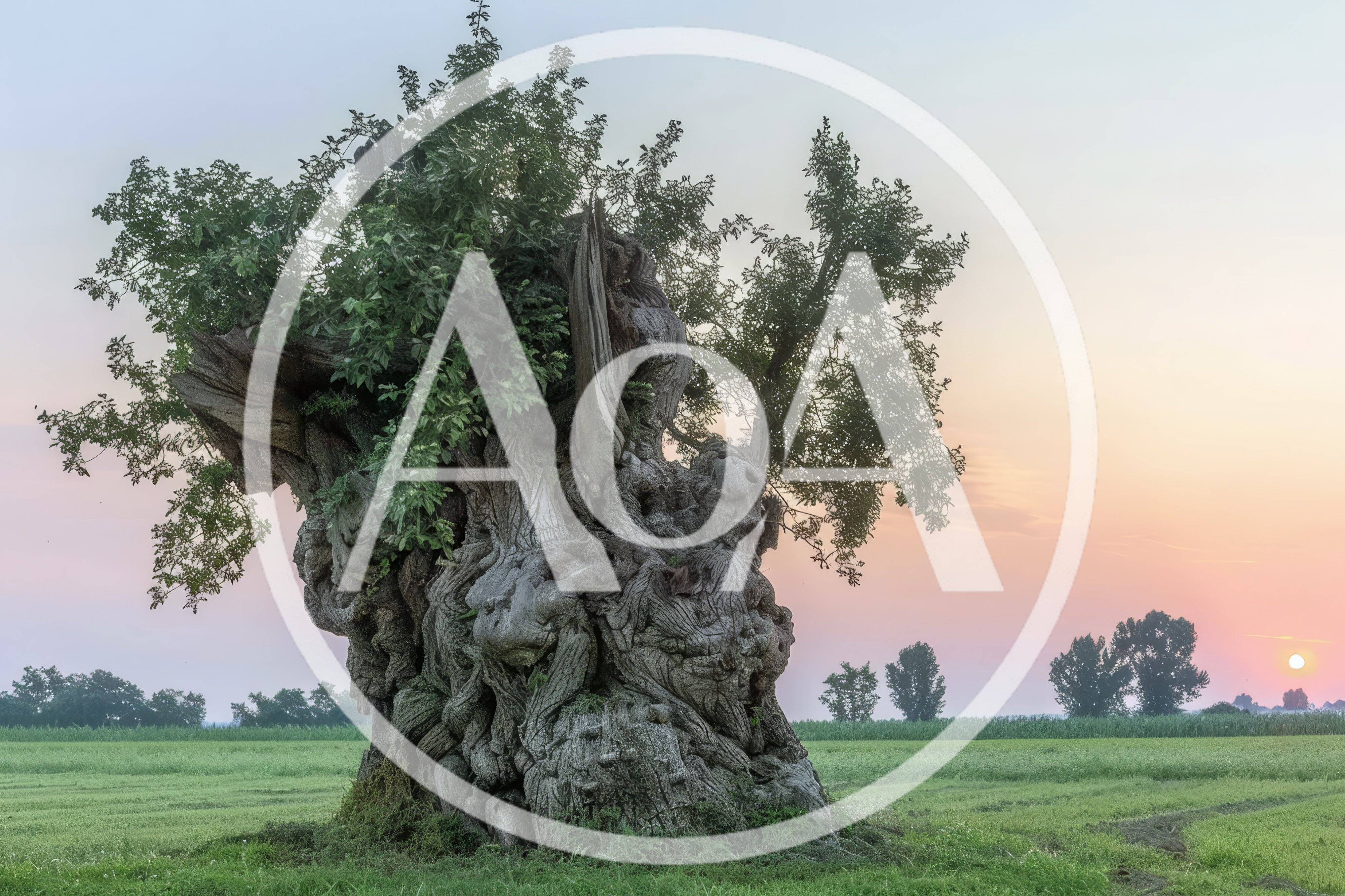 Ancient Gnarled Tree In A Rural Field At Sunrise