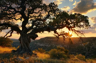 Ancient Twisted Juniper Tree At Sunset Over Canyon