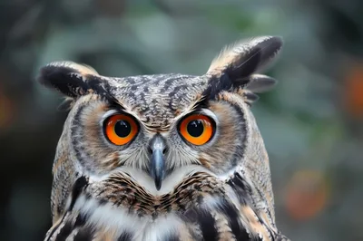 Close Up Portrait Of A Great Horned Owl