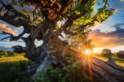 Ancient Gnarled Oak Tree At Sunset