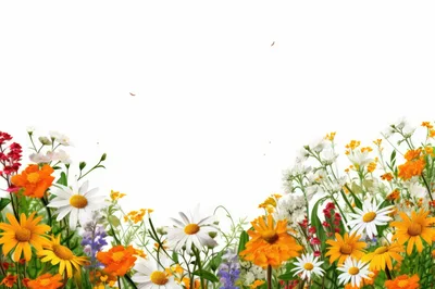 Wildflower Meadow Border With Daisies And Orange Flowers