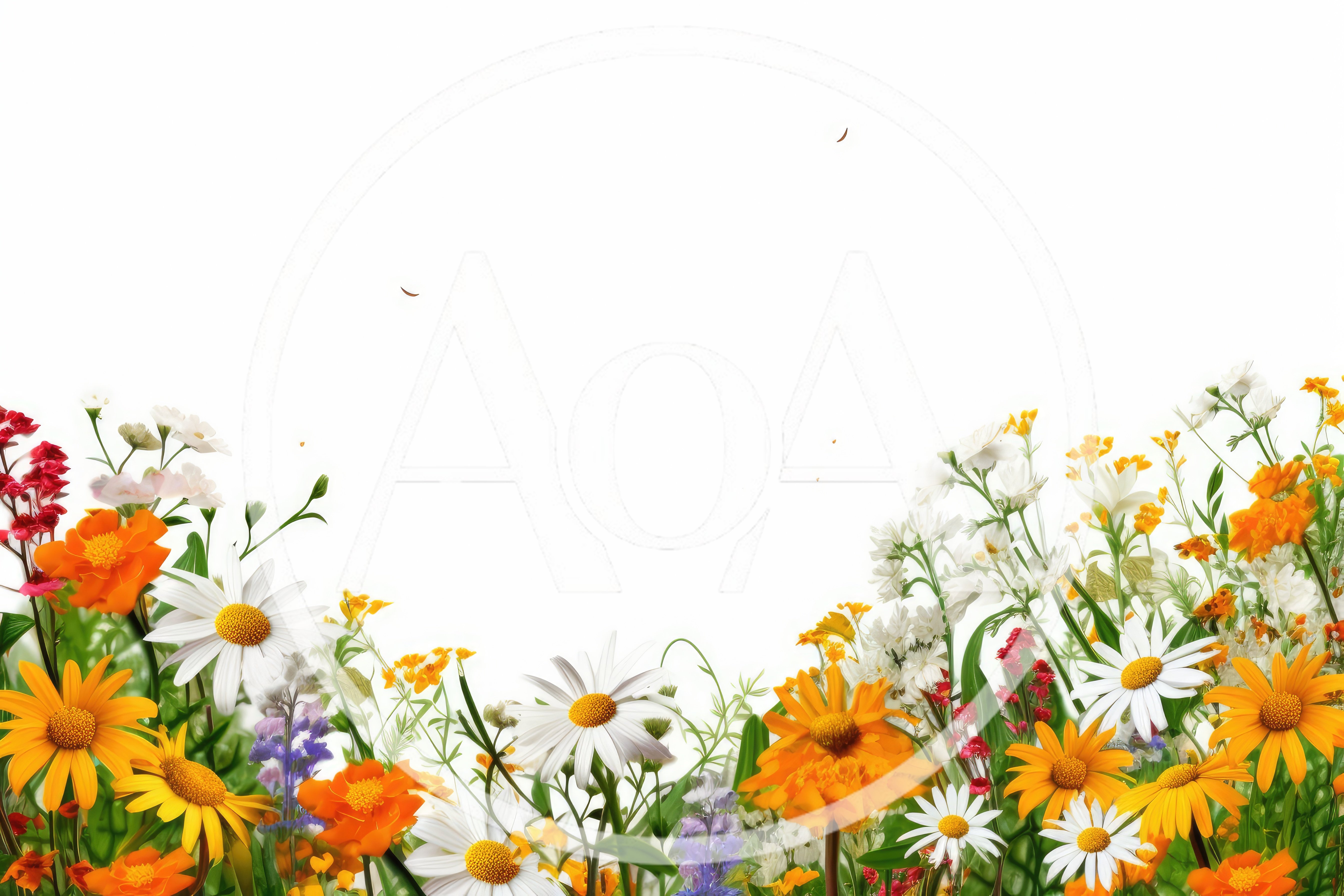 Wildflower Meadow Border With Daisies And Orange Flowers