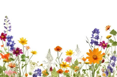 Wildflower Meadow Border Isolated On White Background