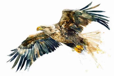 Watercolor Painting Of A Bald Eagle In Flight
