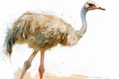 Watercolor Illustration Of A Standing Ostrich