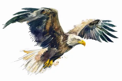 Watercolor Painting Of A Bald Eagle In Flight