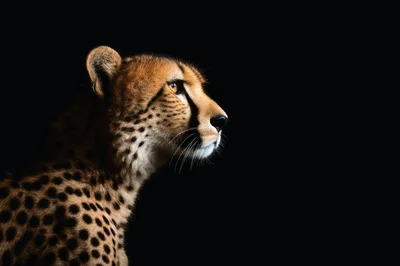 Profile Portrait Of A Cheetah Against Black Background