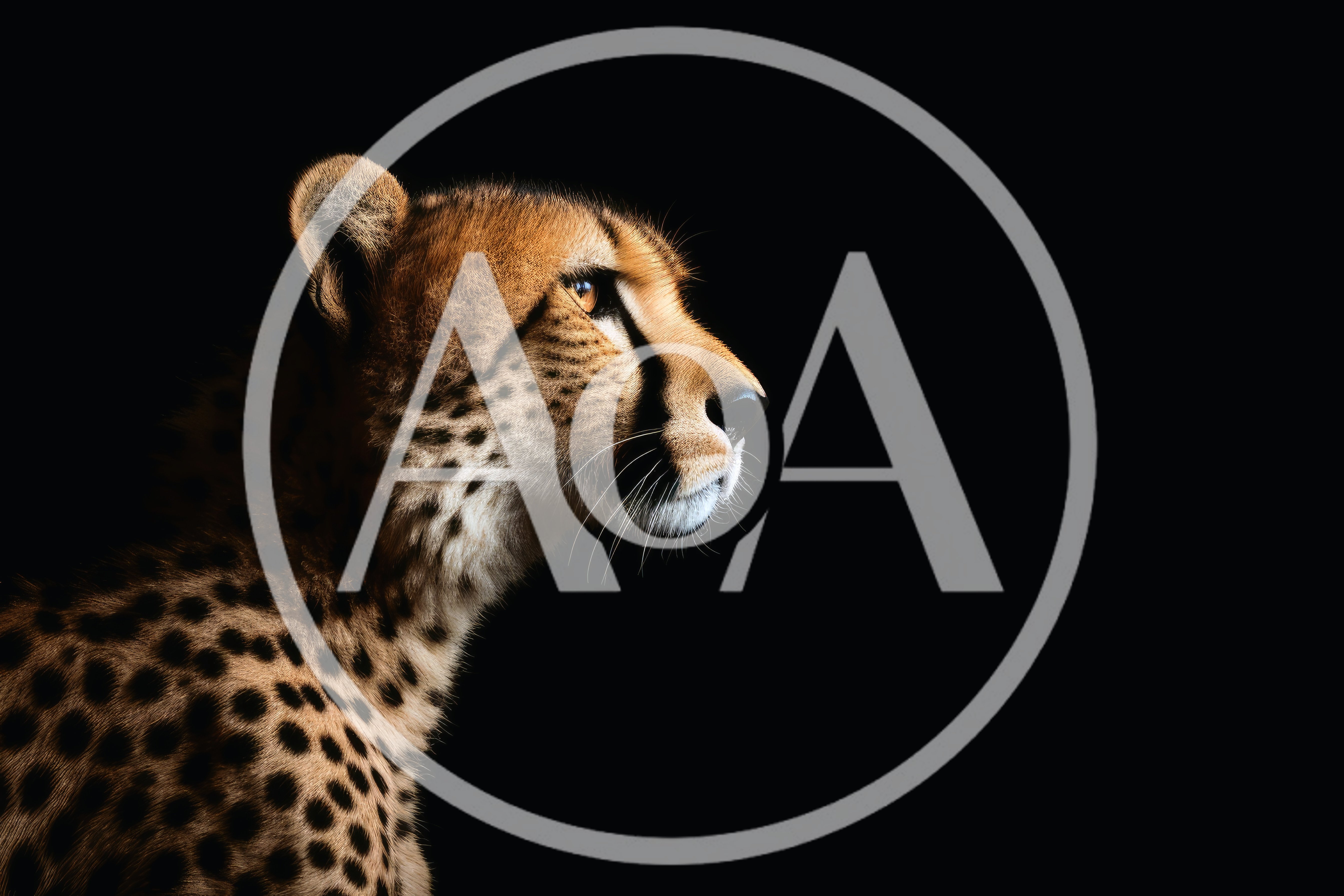 Profile Portrait Of A Cheetah Against Black Background