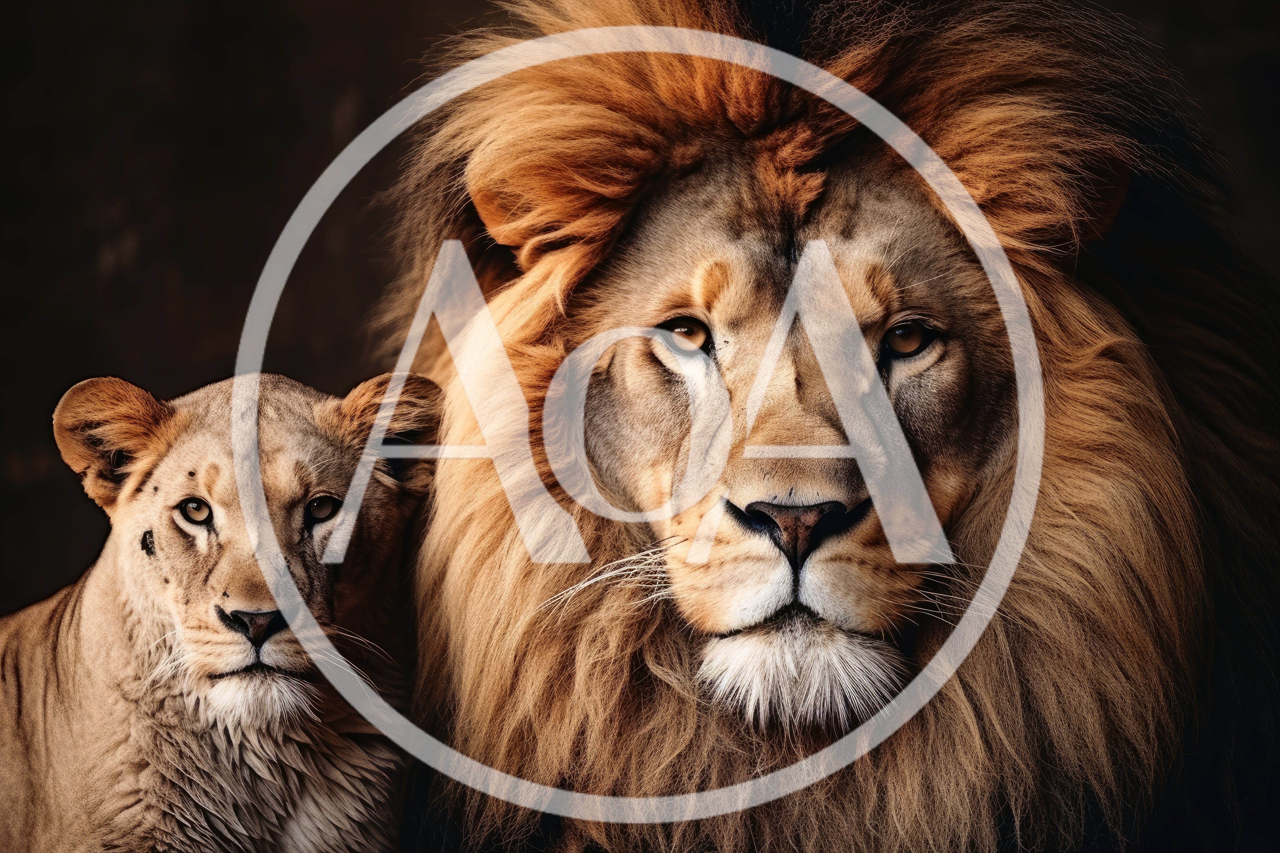 Majestic Male Lion And Lioness Portrait