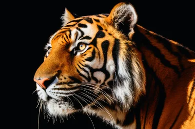 Majestic Tiger Profile Portrait Against Black Background