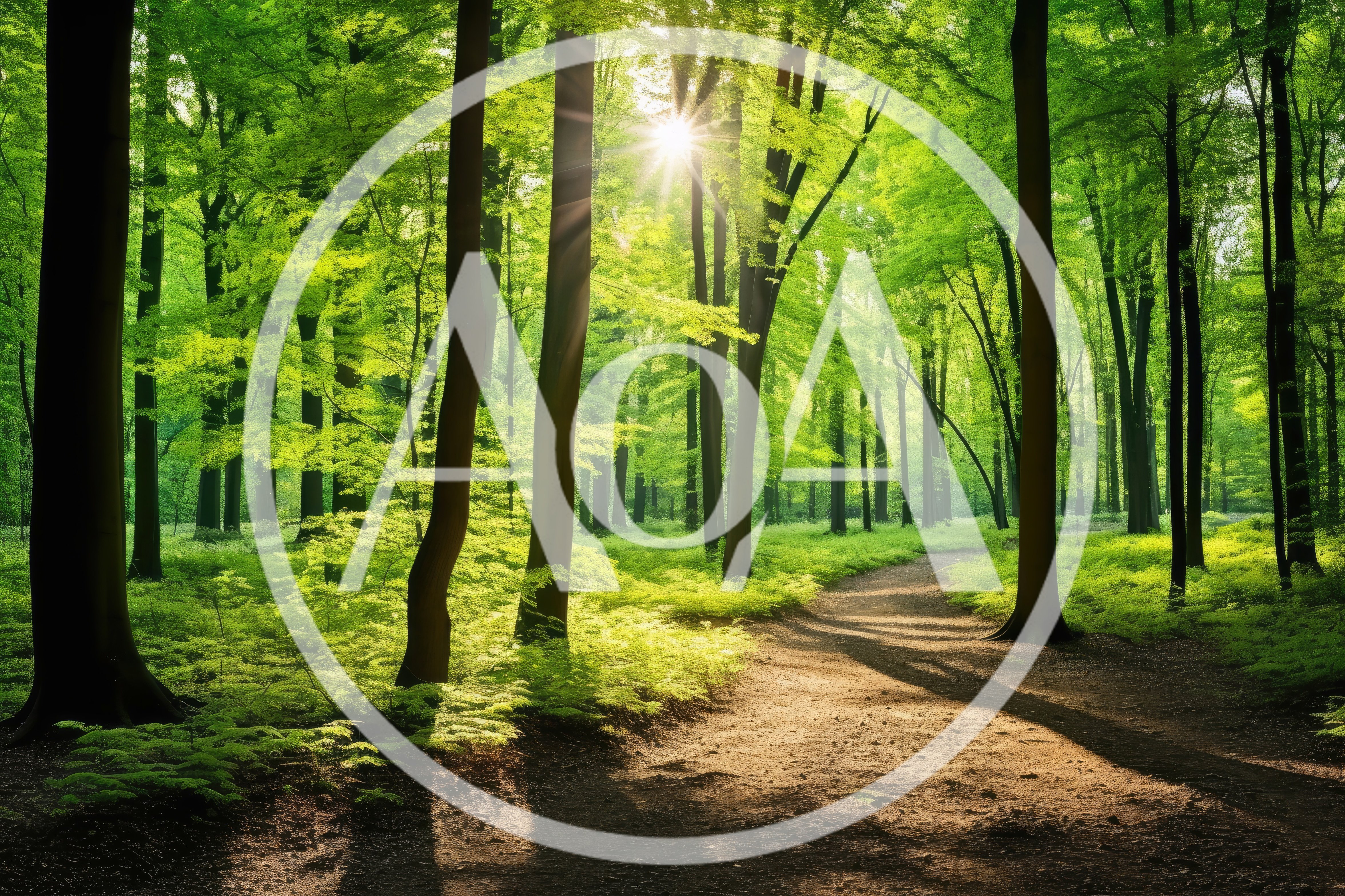 Sunlight Filtering Through A Lush Green Forest Path
