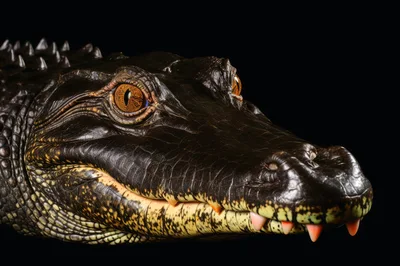 Close Up Portrait Of A Black Caiman Head