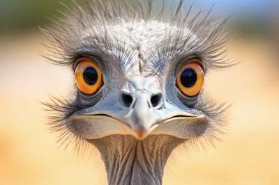 Close Up Portrait Of An Emu Head