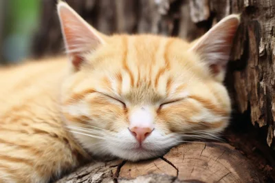 Sleeping Ginger Tabby Cat Resting On A Tree Trunk