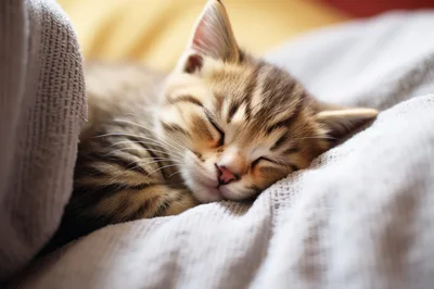 Adorable Tabby Kitten Sleeping Peacefully Under A Blanket
