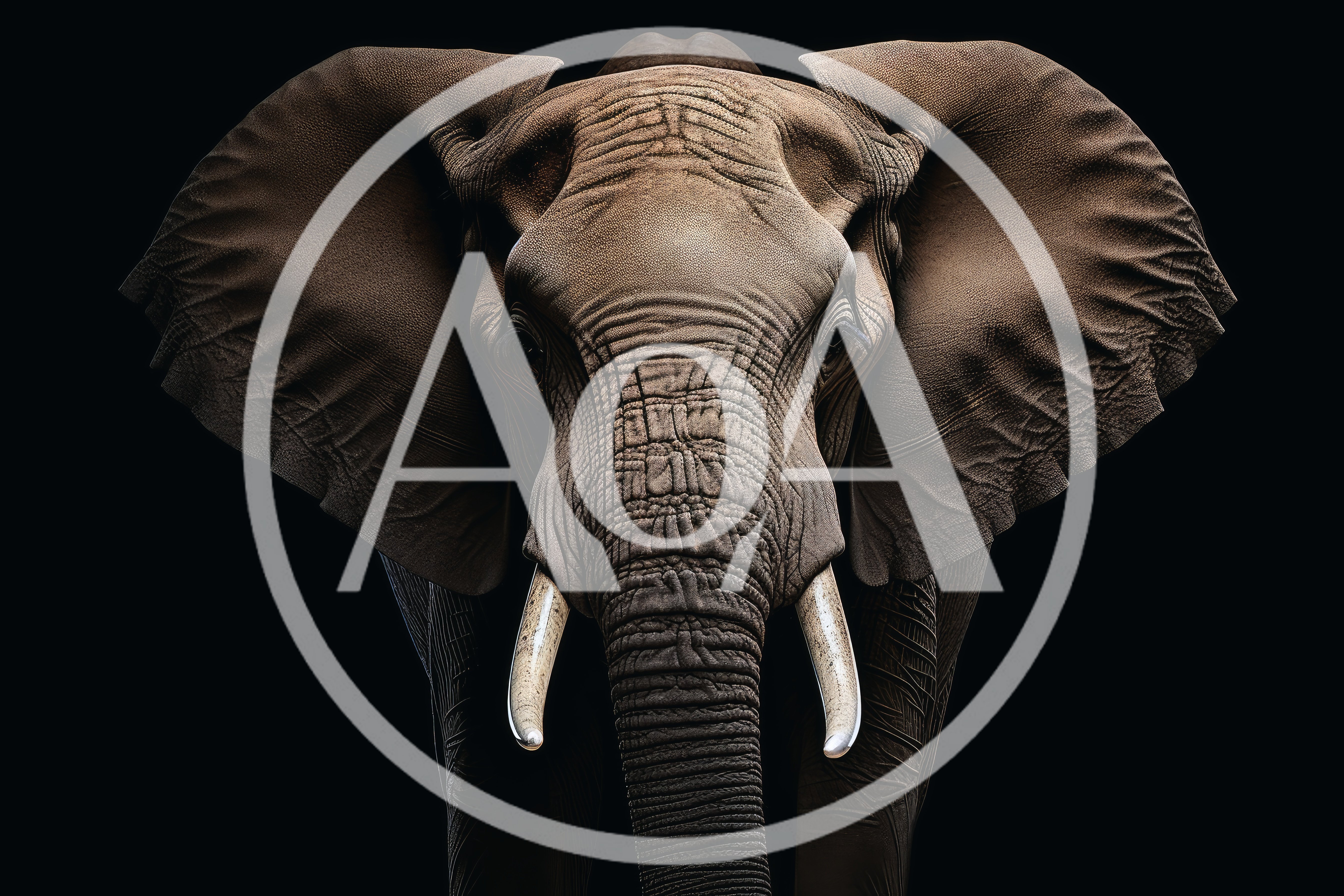 Majestic African Elephant Portrait Against Black Background