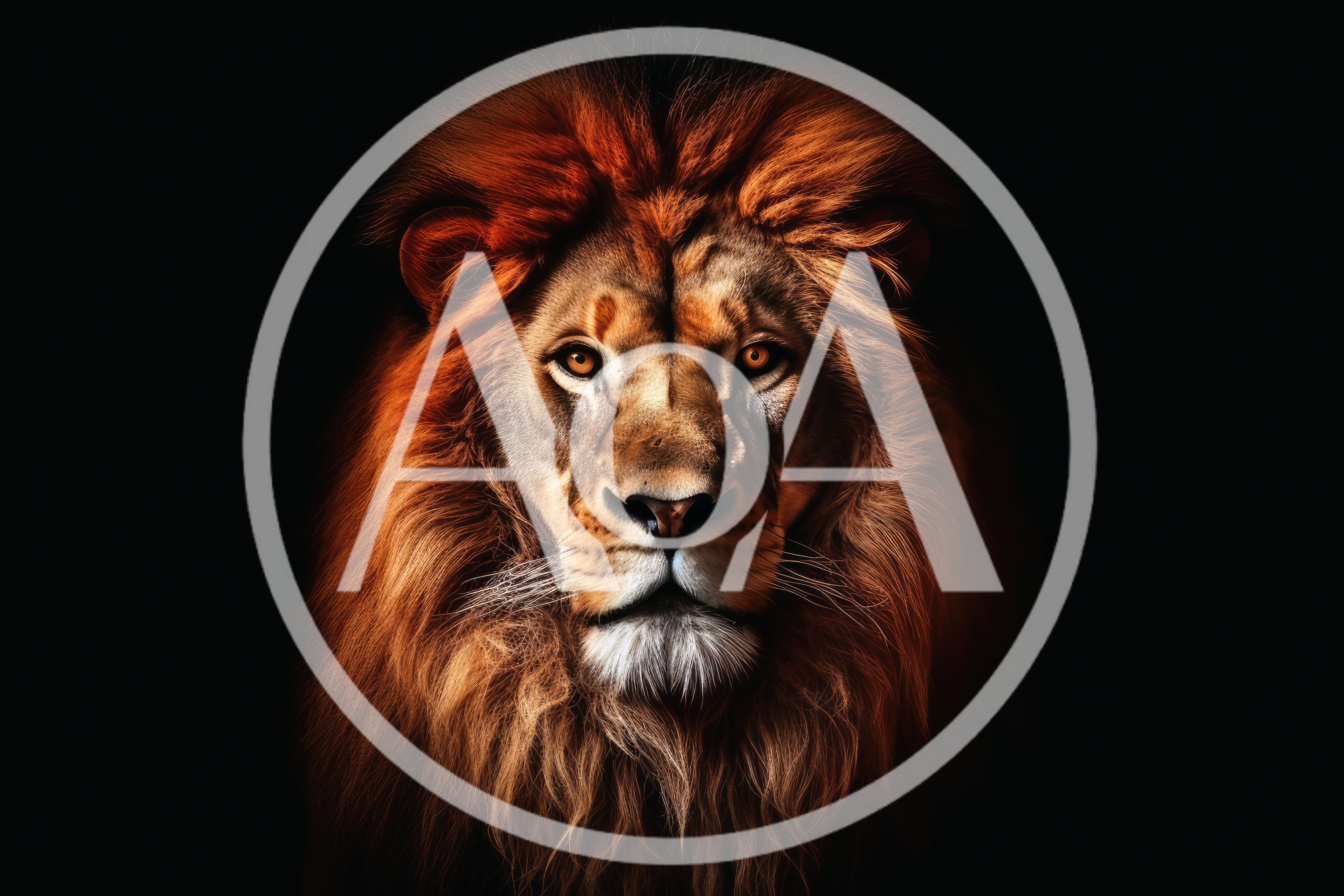 Majestic Male Lion Portrait Against Black Background