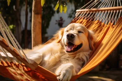Happy Golden Retriever Relaxing In A Hammock