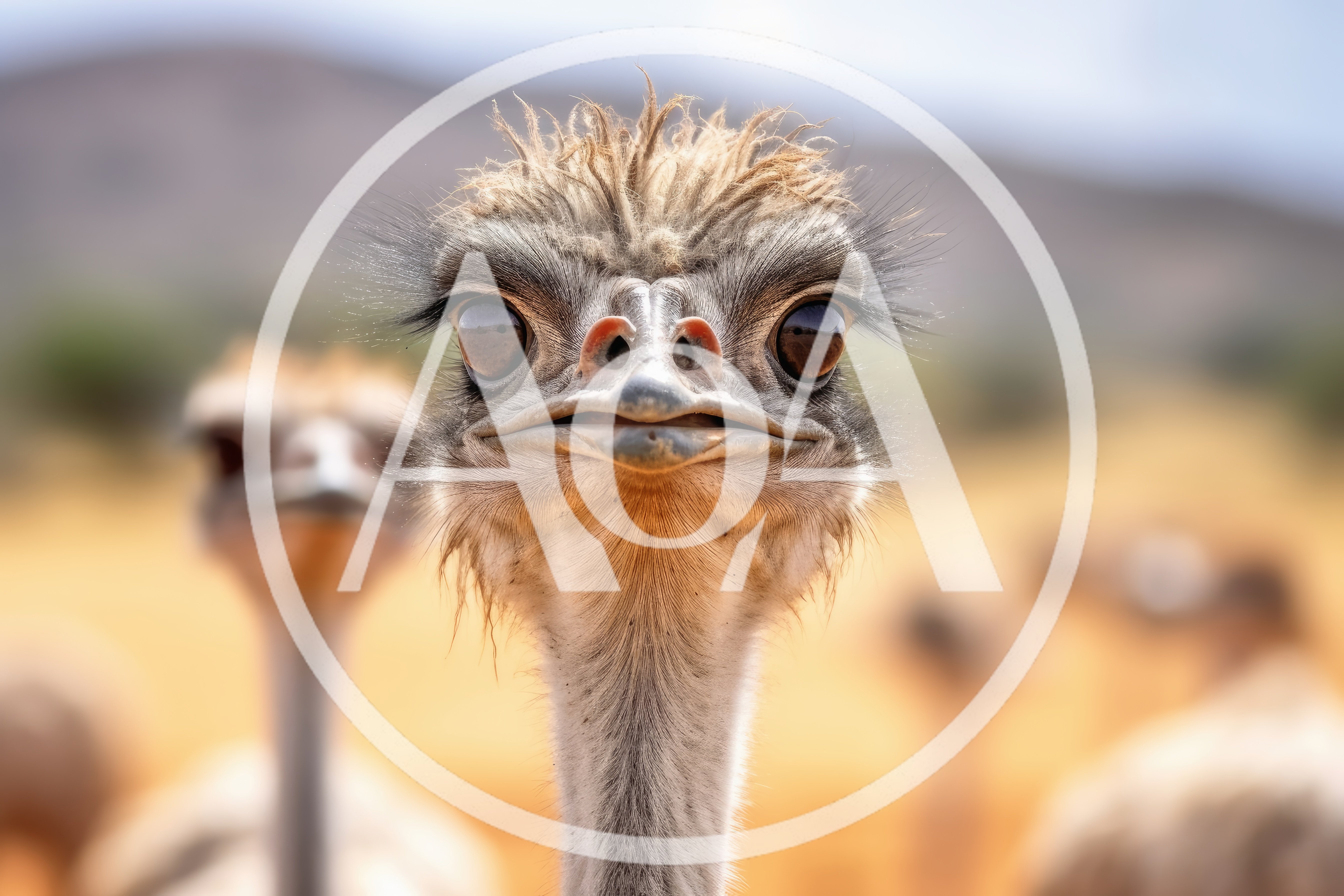 Close Up Portrait Of An Ostrich
