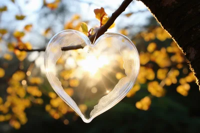 Transparent Glass Heart Ornament Hanging From Tree Branch