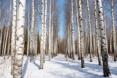 Birch Tree Forest Alley In Winter