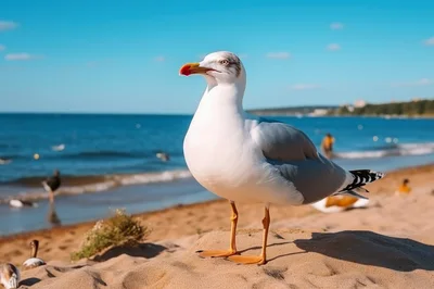 Seagull Standing On Sandy Beach Shoreline