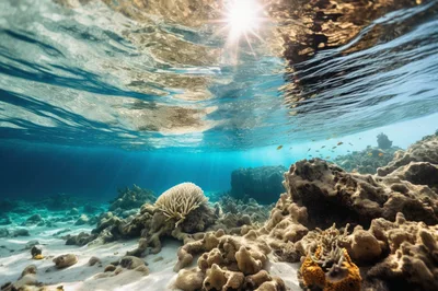 Underwater View Of Coral Reef And Sunlight