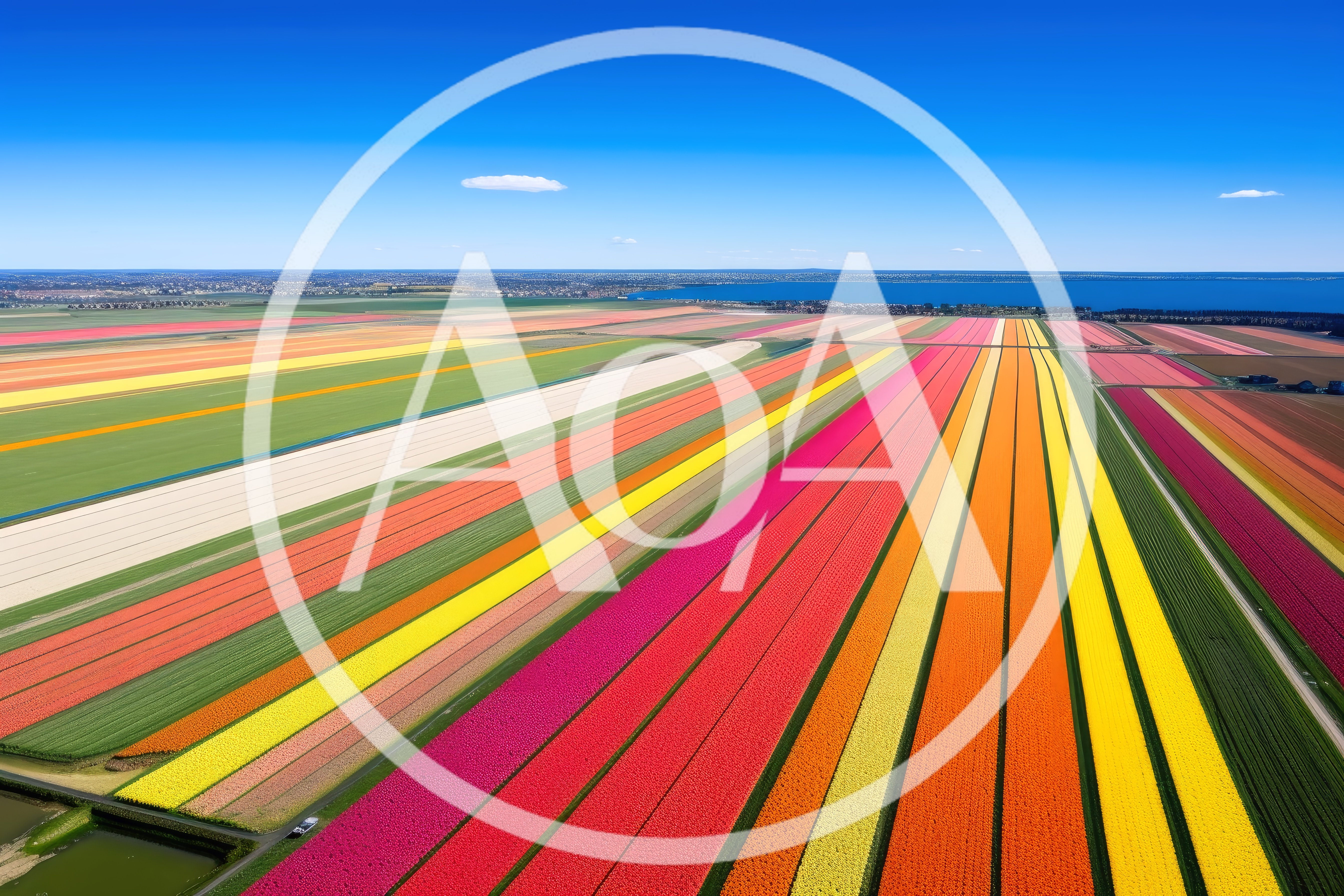 Aerial View Of Vibrant Tulip Fields In The Netherlands