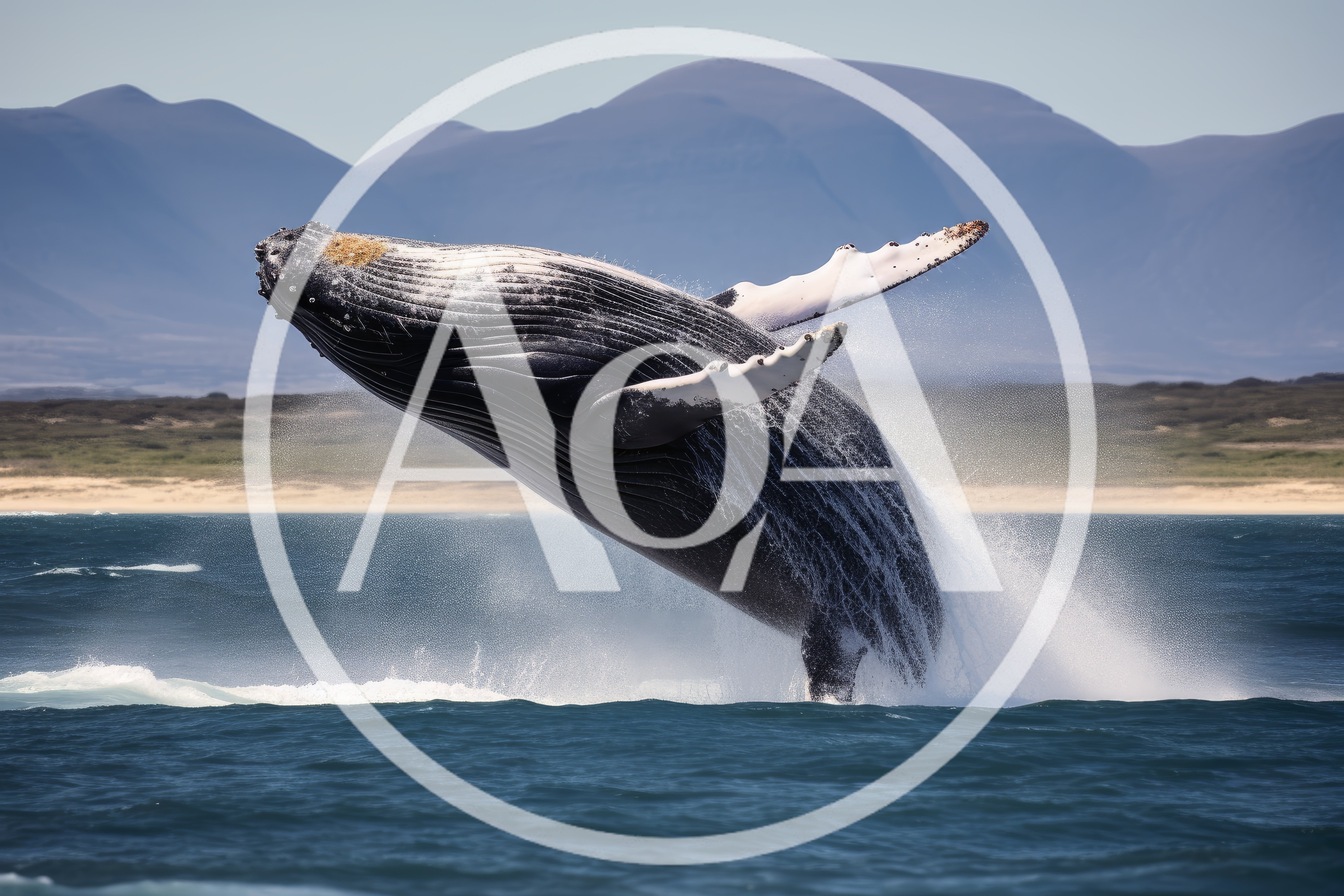 Humpback Whale Breaching Out Of The Ocean