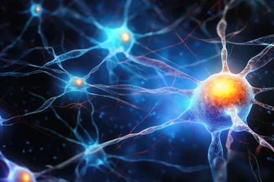 Neural Network Synaptic Connections In Human Brain