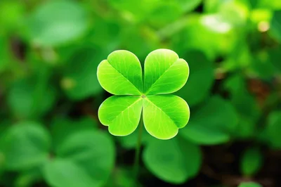 Four Leaf Clover In A Lush Green Garden