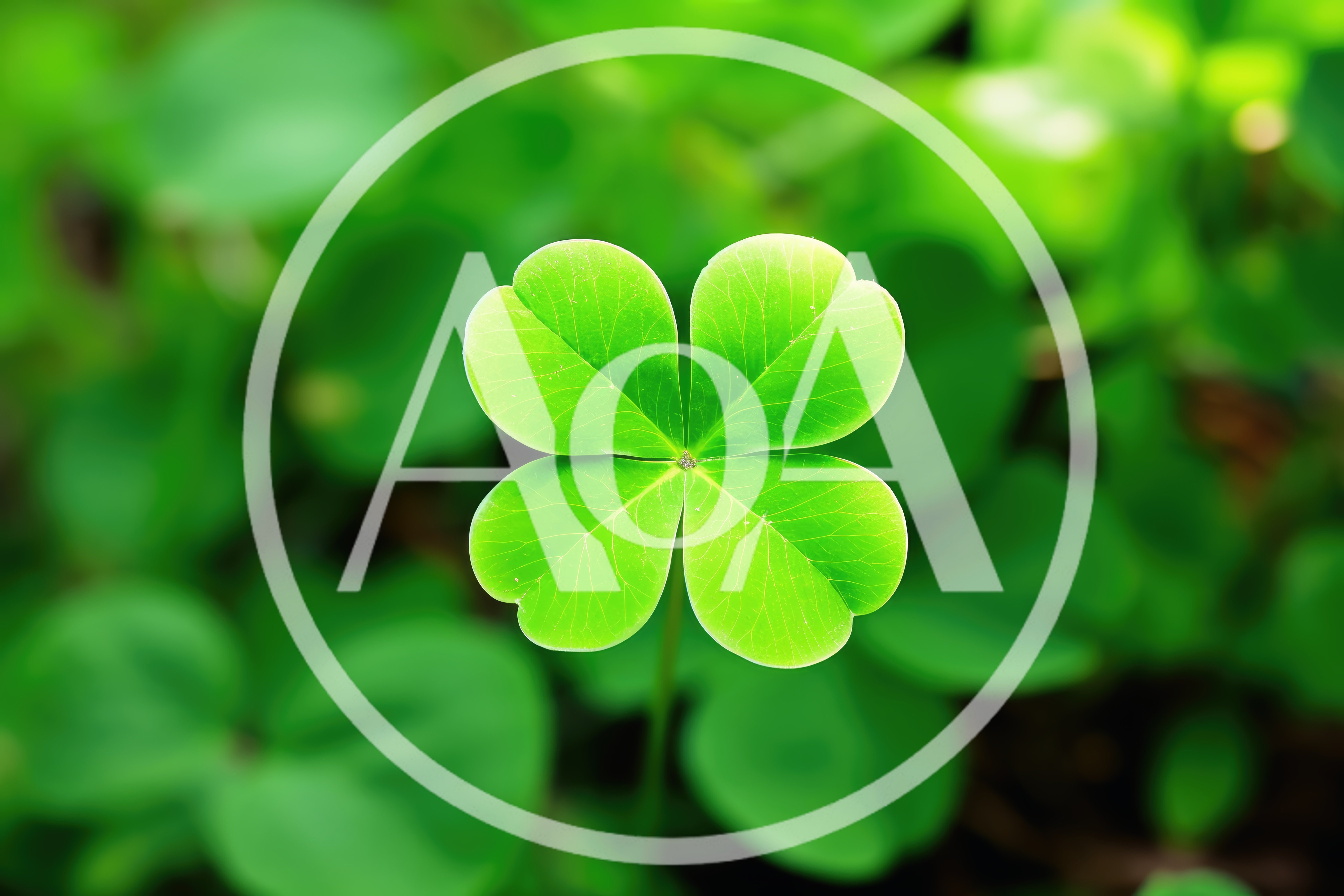 Four Leaf Clover In A Lush Green Garden