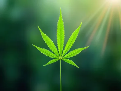 Single Green Cannabis Leaf Against Blurred Nature Background