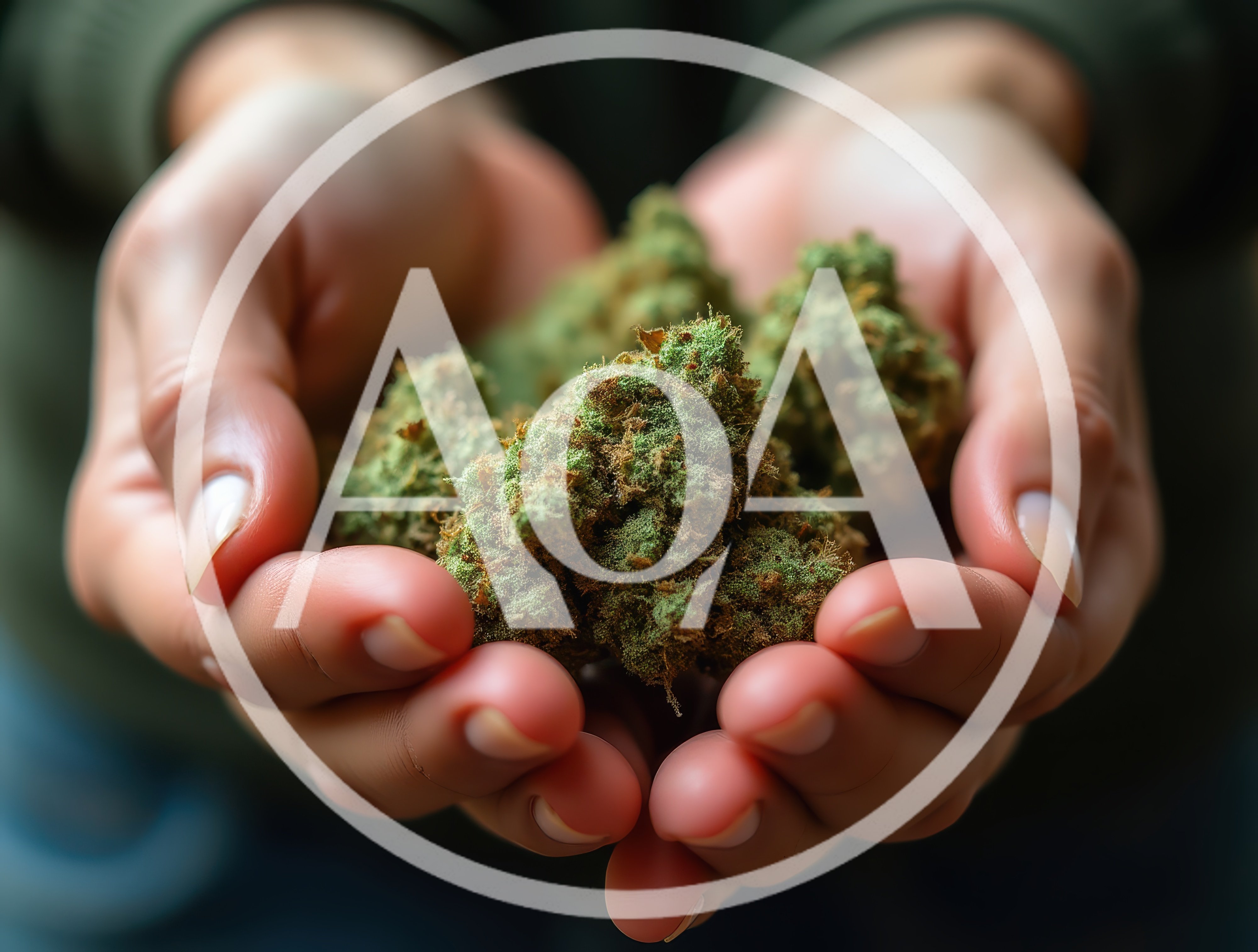 Person Holding Fresh Cannabis Flower Buds